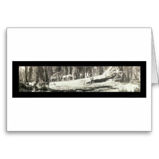 Fallen Monarch Yosemite Photo 1911 Card