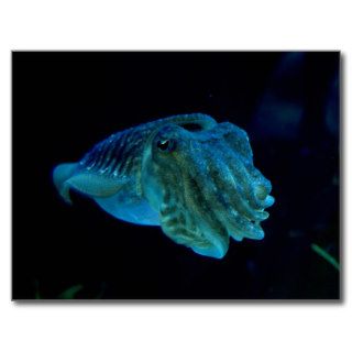 Cute Cuttlefish Postcard