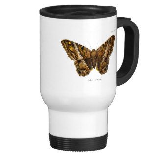 Vintage 1800s Brown Fuzzy Moth Template Butterfly Mugs