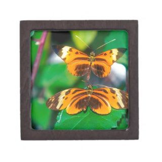 Butterflies Longwing Butterfly Premium Gift Boxes