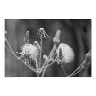Black and white dandelion posters