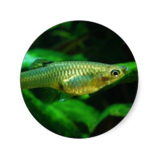 Millionfish or Guppy Poecilia Reticulata Stickers