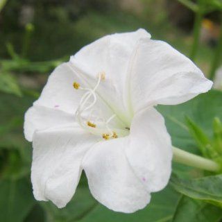 60 Flower Seeds, Four O'Clock "White" (Mirabilis jalapa) Seeds By Seed Needs  Flowering Plants  Patio, Lawn & Garden