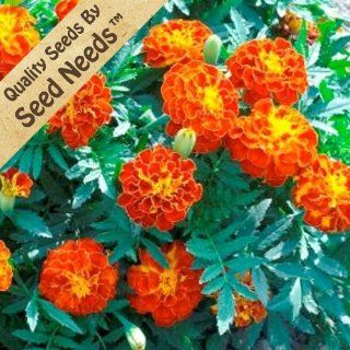 200 Flower Seeds, French Marigold "Bolero" (Tagetes erecta) Seeds By Seed Needs  Flowering Plants  Patio, Lawn & Garden