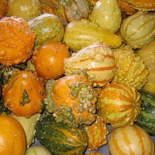 2, 000 Seeds, Gourd "Warted Mixture" (Lagenaria siceraria) Seeds By Seed Needs  Vegetable Plants  Patio, Lawn & Garden