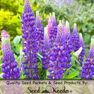 60 Flower Seeds, Lupine "Wild Perennial" (Lupinus perennis) Seeds By Seed Needs  Flowering Plants  Patio, Lawn & Garden