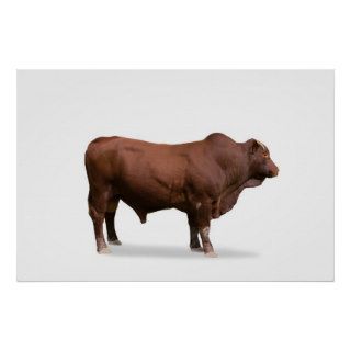 Red Angus Bull Poster Print