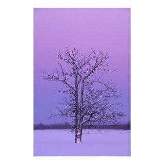 Two Trunked Tree at Sunrise; Chippewa County, Photographic Print