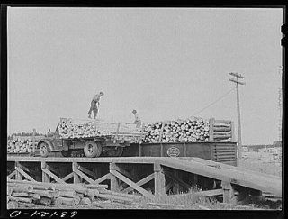 Photo Loading pulpwood onto railroad cars. Springbrook, Wisconsin   Prints