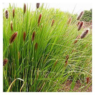 Outsidepride Pennisetum Red Buttons   25 seeds  Grass Plants  Patio, Lawn & Garden