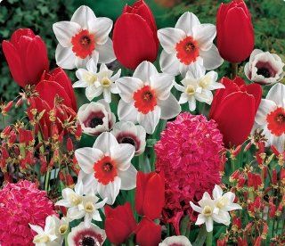 Item# 10152   (35 Bulbs) Season Long Red Carpet Mix   Flower Garden     FALL PLANTING   SPRING FLOWERS    Flowering Bulbs Include A specially selected garden of Red, White, Red & White flowers that will brighten your garden all season long Various Si