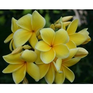 Hawaiian Yellow Plumeria Cuttings (2 Pack)