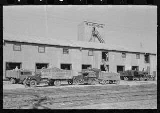 Photo Vegetable packing shed, Pharr, Texas   Prints