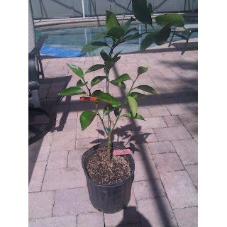 2 3 Year Old Moro Blood Orange Tree in (3) Gallon Grower's Pot, 3 Year Warranty  Tree Plants  Patio, Lawn & Garden