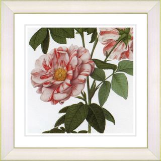 Vintage Botanical No. 49W by Zhee Singer Framed Giclee Print Fine Wall