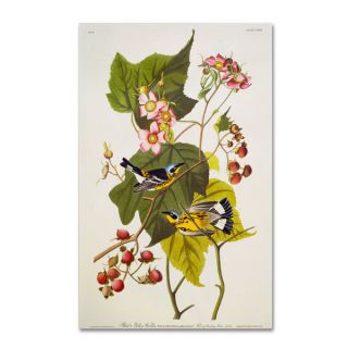 John James Audubon Black and Yellow Warbler Canvas Art