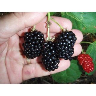 Sweet Berry Selections Natchez Thornless Blackberry Fruit Bearing Potted Plant BKBNATAQT