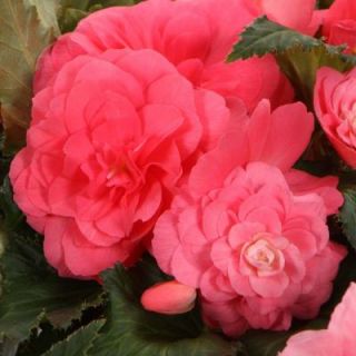 Proven Winners Nonstop Pink Tuberous Begonia 4.25 in. Grande BETNON0037520