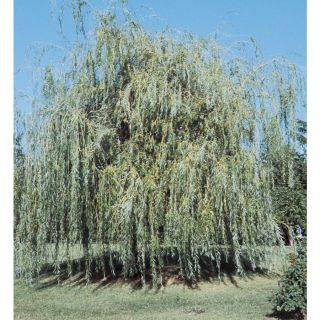 9.64 Gallon Niobe Weeping Willow (L4599)