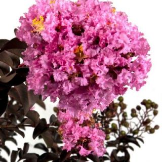Southern Living Plant Collection 2 Gal. Delta Eclipse Crape Myrtle 37732