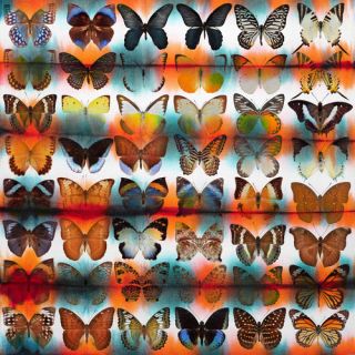 Butterflies Graphic Art on Premium Wrapped Canvas
