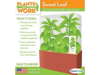 Sweet Leaf Plant Kit