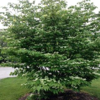 OnlinePlantCenter 5 gal. Kousa Dogwood Tree C425G5