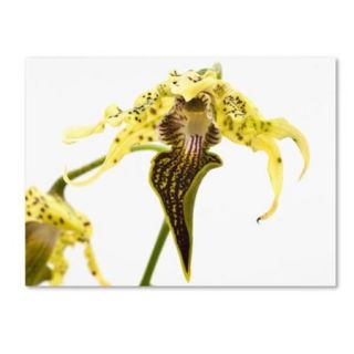 Kurt Shaffer 'Wild Looking Orchid' Canvas Art 18 x 24 Wrapped Canvas Art