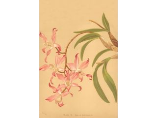 Buy Enlarge 0 587 26916 2P20x30 Laelia Autumnalis  Paper Size P20x30