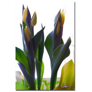 Trademark Fine Art Martha Guerra Tulips VII 16 x 24 Canvas Art
