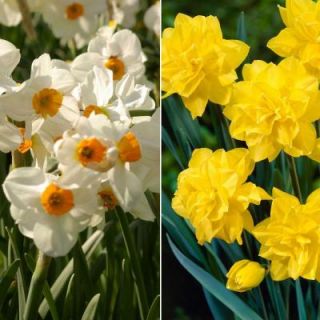 Spring Sunshine Daffodils Dormant Bulbs (28 Pack) 70115