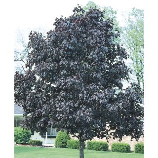 3.63 Gallon Royal Red Norway Maple (L1156)
