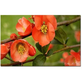 Trademark Fine Art "Quince" Canvas Art by Kathie McCurdy