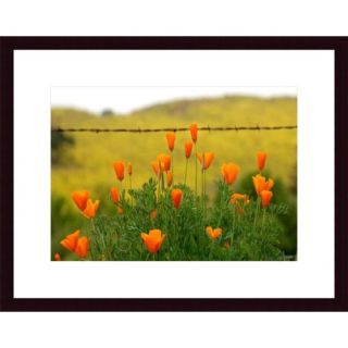 Poppies and Barbed Wire by John K. Nakata Framed Photographic Print by