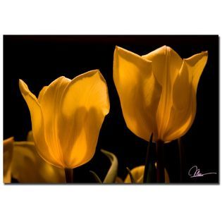 Trademark Fine Art Martha Guerra Tulips V 22 x 32 Canvas Art