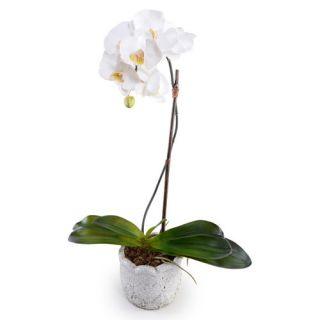 Faux Phalaenopsis Orchid in Pot by New Growth Designs
