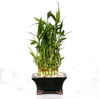 Brussel's Bonsai Pyramid Bamboo DT 0139LBP2