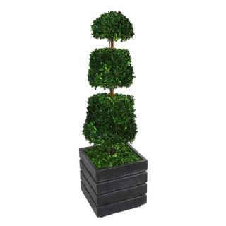 Laura Ashley Home Tall Preserved Spiral Boxwood Topiary in Fiberstone
