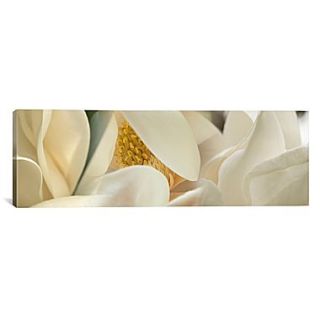 iCanvas Panoramic Magnolia Heaven Flowers Photographic Print on Canvas; 30 H x 90 W x 1.5 D