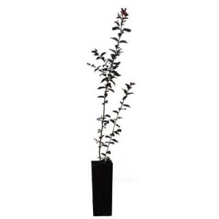 First Editions 4 in. x 4 in. x 10 in. Crape Myrtle Midnight Magic Container CRMMMABP