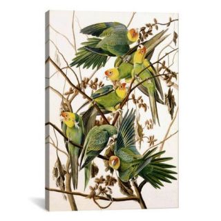 iCanvas 'Carolina Parakeet, From Birds of America, 1829' by John James Audubon Painting Print on Canvas