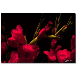 Trademark Fine Art Gladiolus II by Martha Guerra Photographic Print