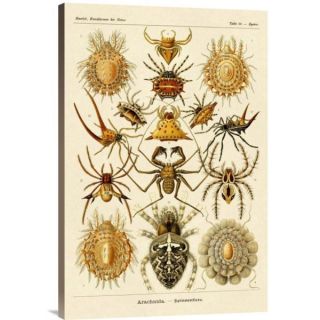 Big Canvas Co. Ernst Haeckel Haeckel Nature Illustrations Spiders
