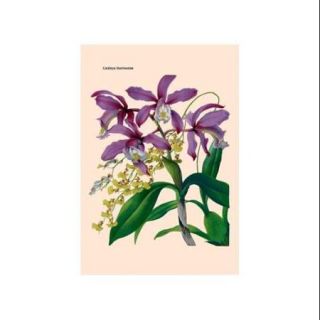 Orchid Cattleya Harrisoniae Print (Canvas 12x18)