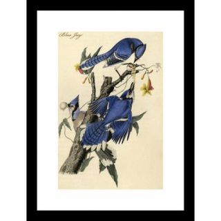Buyenlarge Blue Jay by R.Havell Framed Painting Print
