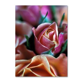 Kathy Yates Mauve and Peach Roses Canvas Art   17556104  