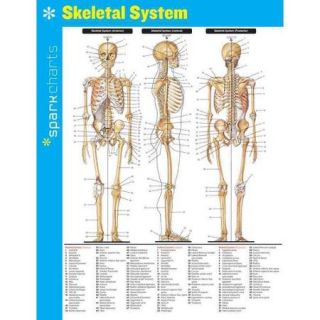 Sparkcharts Skeletal System