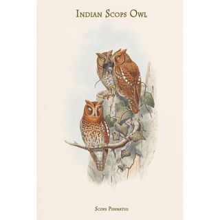 Buyenlarge Scops Pennatus Indian Scops Owl by John Gould Graphic Art