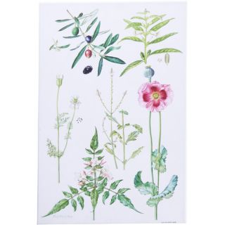 Great Big Canvas Opium Poppy and Other Plants by Elizabeth Rice Wall