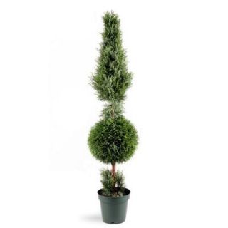 National Tree Company 5 ft. Juniper Cone and Ball Topiary Tree in Green Round Plastic Pot LCYT4 700 60